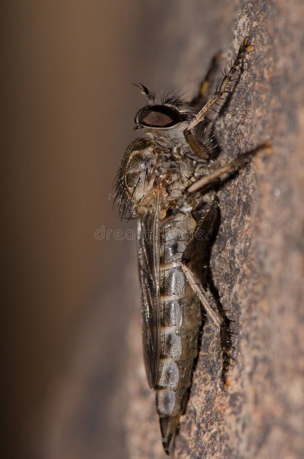 Mosca ladrón Promachus latitarsatus fotos de archivo libres de regalías