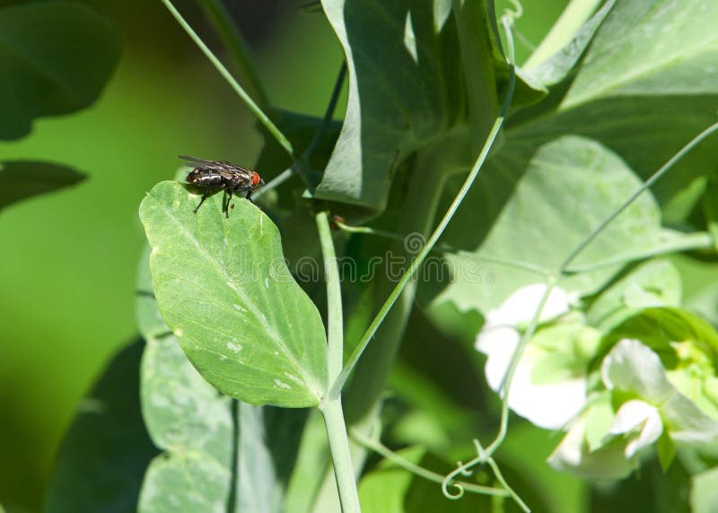 Mosca a Polpa Sulla Vista Del Profilo Delle Foglie Immagine Stock