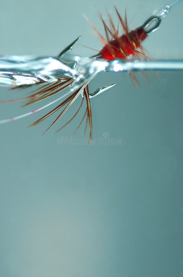 Red frances fly fotografia de stock