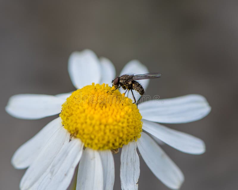 Mosca y polen en un wildflower fotografía de archivo libre de regalías Mosca y polen en un wildflower fotografía de archivo libre de regalías