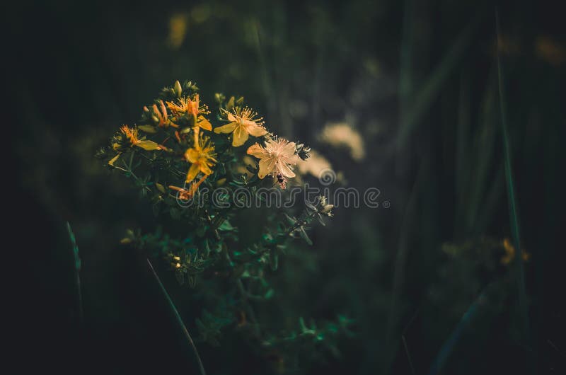 Moscas de abeja en las flores amarillas del Hypericum Recoge el néctar de la primavera de wildflowers Fondo oscuro verde Un montó imágenes de archivo libres de regalías Moscas de abeja en las flores amarillas del Hypericum Recoge el néctar de la primavera de wildflowers Fondo oscuro verde Un montó imágenes de archivo libres de regalías