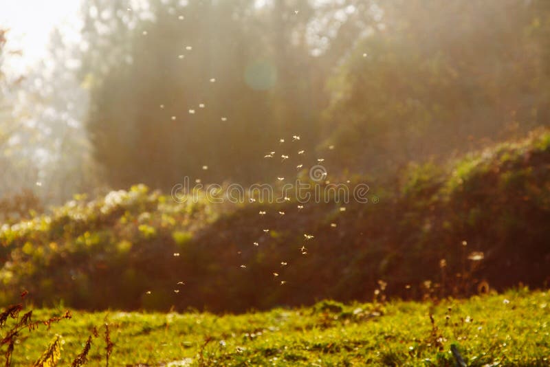Moscas y mosquitos sobre campo en el contraluz de igualar el sol fotografía de archivo libre de regalías Moscas y mosquitos sobre campo en el contraluz de igualar el sol fotografía de archivo libre de regalías