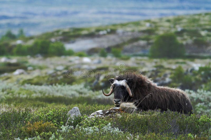 Moschatus Ovibos Muskox Бык вола мускуса мирно лежа на траве в Гренландии Могущественный дикий overcast зверя, большое животное с стоковая фотография