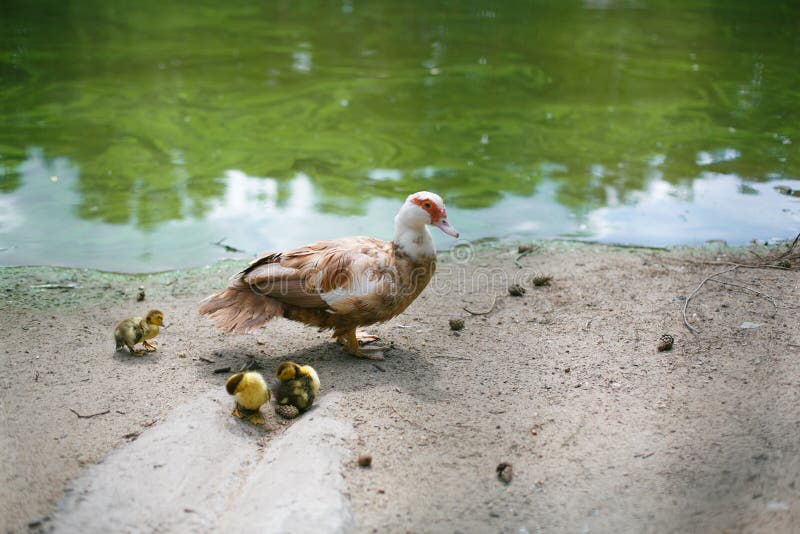 Moschusartige Ente mit gelben Hühnern auf Natur stockfotografie Moschusartige Ente mit gelben Hühnern auf Natur stockfotografie
