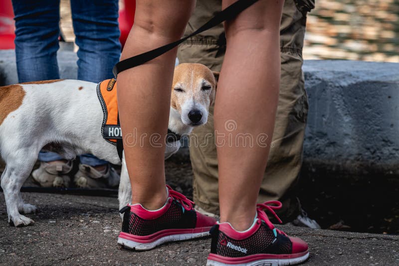 1,665 Dog Sexy Stock Photos - Free & Royalty-Free Stock Photos from Dreamstime 1,665 Dog Sexy Stock Photos - Free & Royalty-Free Stock Photos from Dreamstime