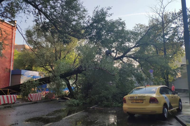 Moscow, Russia - June 04, 2019: The consequences of the hurricane. A tree fell on the road, cars drive around a fallen obstacle royalty free stock image Moscow, Russia - June 04, 2019: The consequences of the hurricane. A tree fell on the road, cars drive around a fallen obstacle royalty free stock image