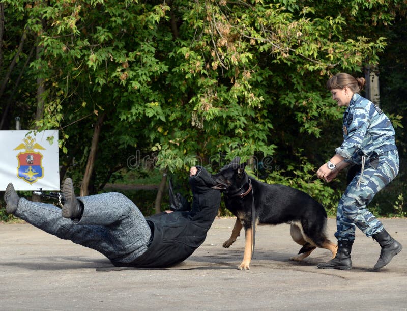 Training service dog for the detention of an armed criminal stock images Training service dog for the detention of an armed criminal stock images