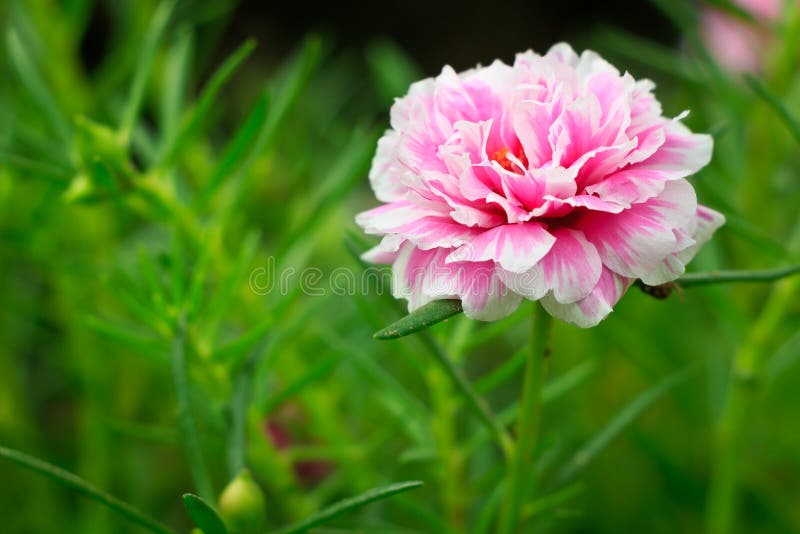 Mose di Rosa immagine stock Mose di Rosa immagine stock