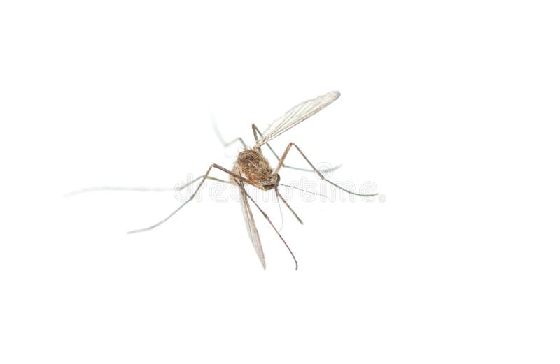 Mosquito