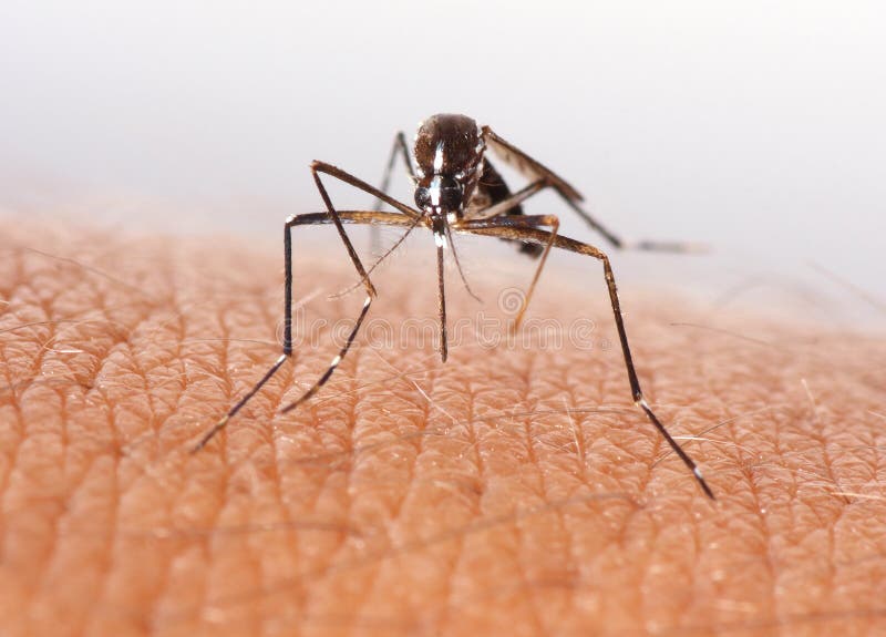 Mosquito stock photography Mosquito stock photography