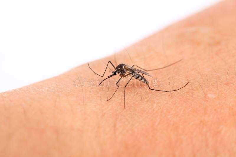 A mosquito in the human arm,macro