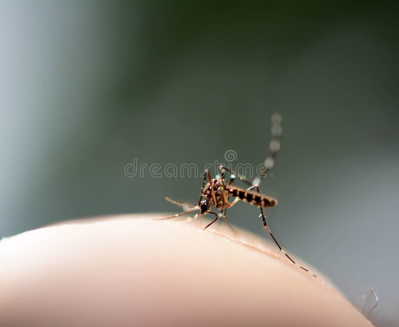mosquito fotografía de archivo libre de regalías mosquito fotografía de archivo libre de regalías