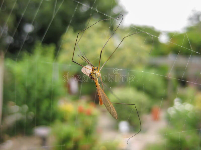 Mosquito atrapado en un web del ` s de la araña fotos de archivo