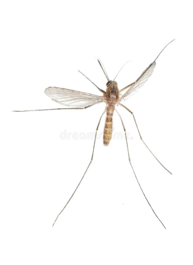 Mosquito bug