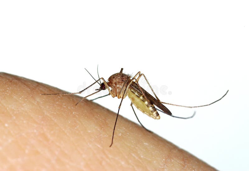 Mosquito (Culex) biting a human finger