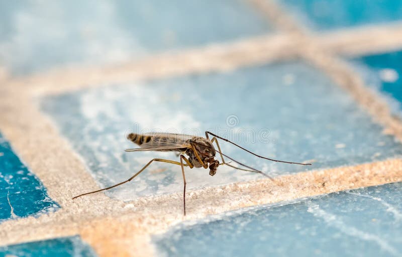 Mosquito (Culex pipiens)