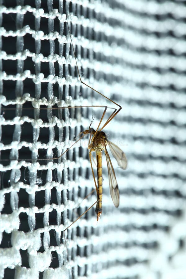 Mosquito (Culex pipiens) sitting