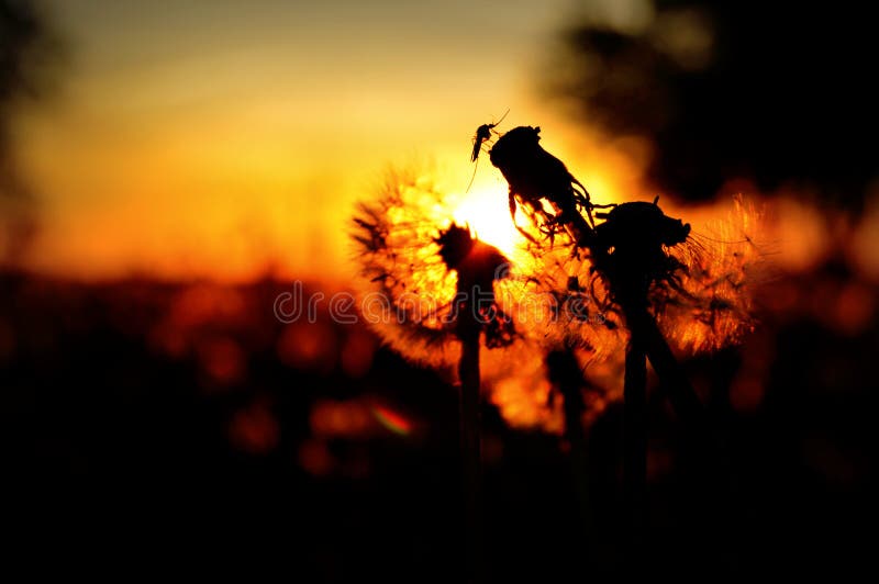 Silueta de sobre el de alguno diente de león semilla cabeza antes brillante atardecer en Ginebra,.