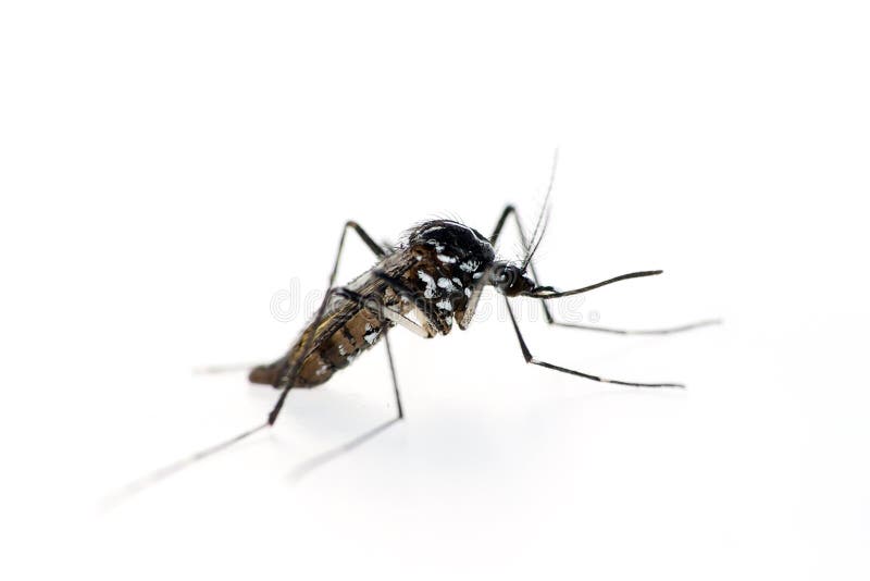 Tiger mosquito, Aedes albopictus. Vector for Zika virus etc. Tiger mosquito, Aedes albopictus. Vector for Zika virus etc.