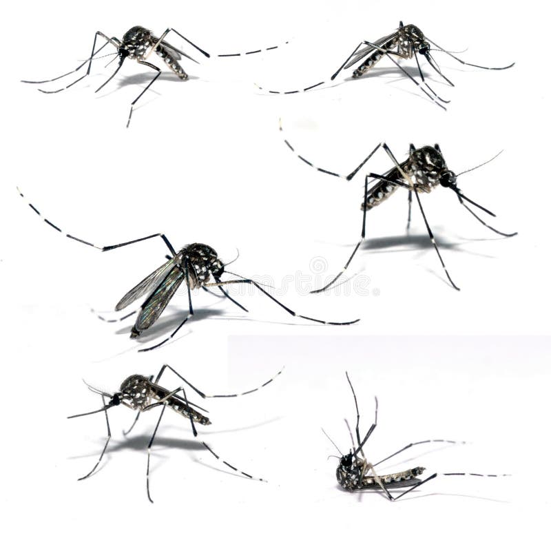 Mosquito of Dengue