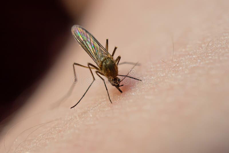 Mosquito Eats Blood on Human Skin. the Concept of Blood-sucking Insects  Common in Spring and Summer. Stock Photo - Image of color, human: 183776176