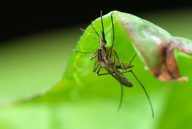 Mosquito en la hoja verde imágenes de archivo libres de regalías Mosquito en la hoja verde imágenes de archivo libres de regalías