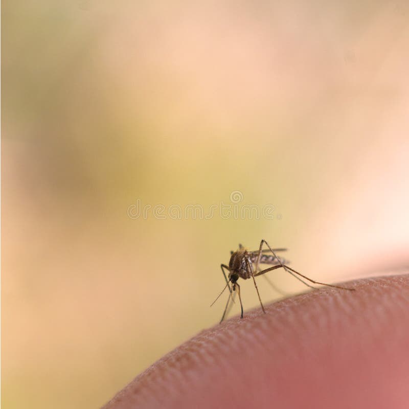 High magnification macro of mosquito on human skin with copy space. High magnification macro of mosquito on human skin with copy space