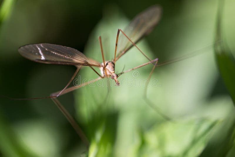 Mosquito in the Grass Outdoors. Macro Stock Photo Image of male, long