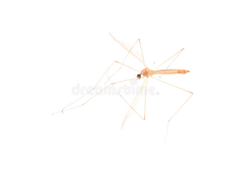 Mosquito isolated on white background