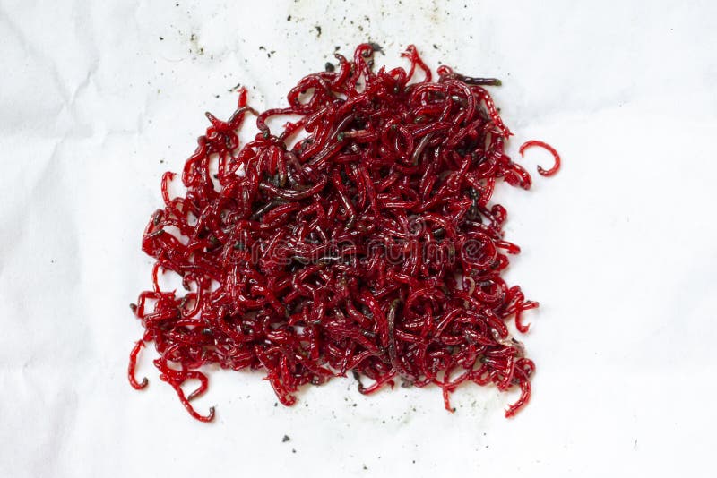 Mosquito Larvae Feed for Fish Stock Photo Image of bait, bloodworm