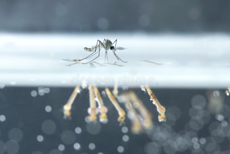Mosquito larvae in underwater, Asia. Mosquito larvae in underwater, Asia.