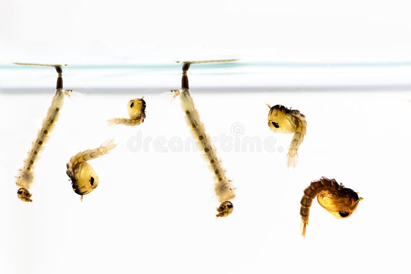 Mosquito Larvae in water royalty free stock photography
