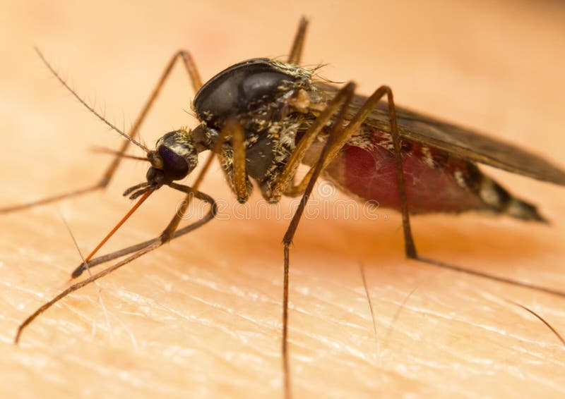 Mosquito royalty free stock image Mosquito royalty free stock image