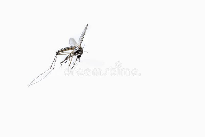 Mosquito muerto del tigre del primer aislado en el fondo blanco imagen de archivo Mosquito muerto del tigre del primer aislado en el fondo blanco imagen de archivo