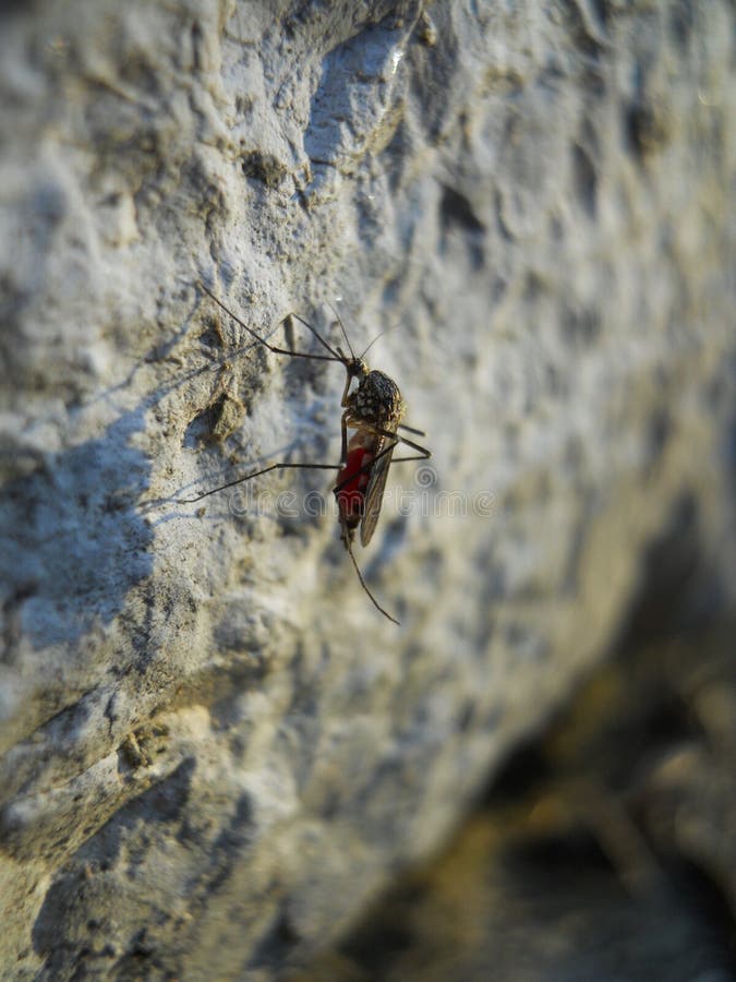 Mosquito stock images