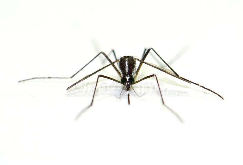 Mosquito que lleva del virus aislado en el fondo blanco imágenes de archivo libres de regalías Mosquito que lleva del virus aislado en el fondo blanco imágenes de archivo libres de regalías