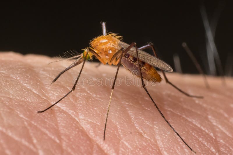 Mosquito resting on human flesh