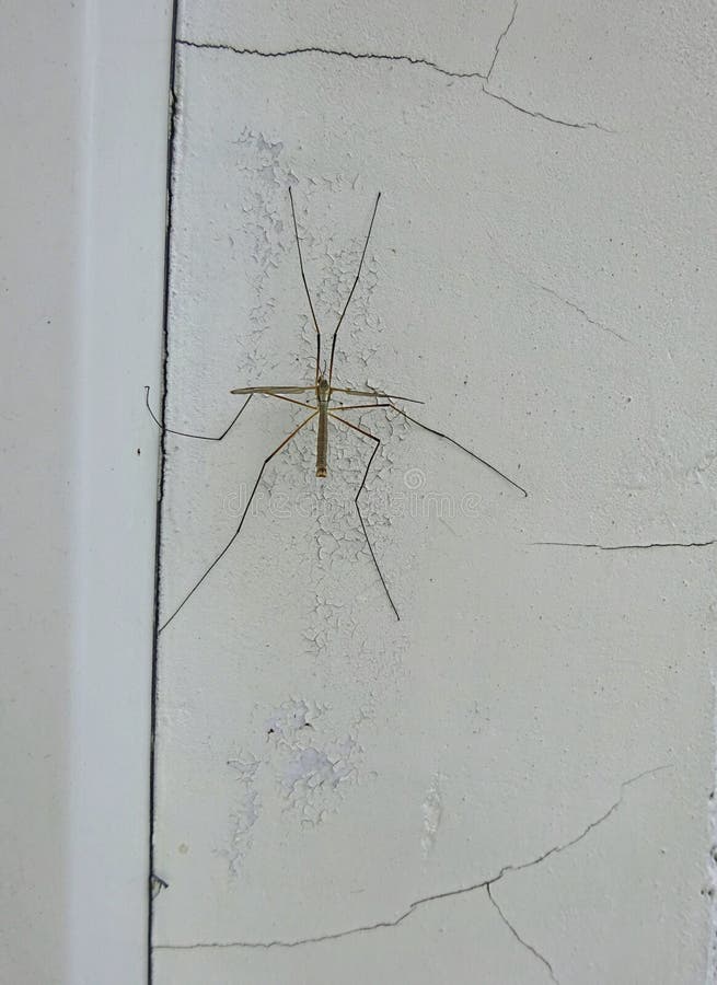 Mosquito sitting on the white wall background with textured cracks on paint stock images Mosquito sitting on the white wall background with textured cracks on paint stock images