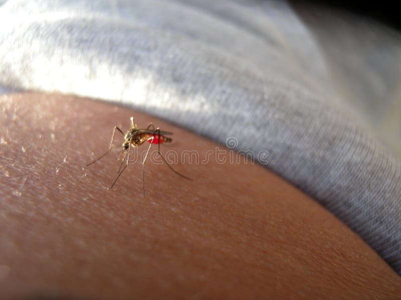 Mosquito royalty free stock photo