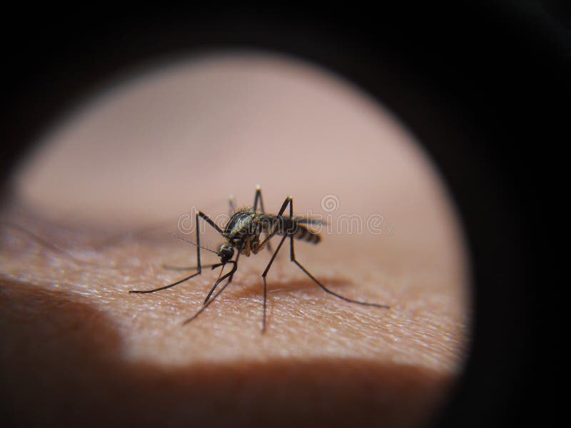 Mosquito stock image