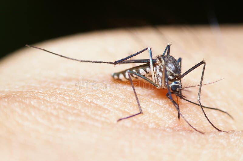 Mosquito in Thailand stock image. Image of photographs 25452219