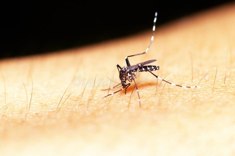 Mosquito in Thailand stock image. Image of culex, mosquitoes 26195533