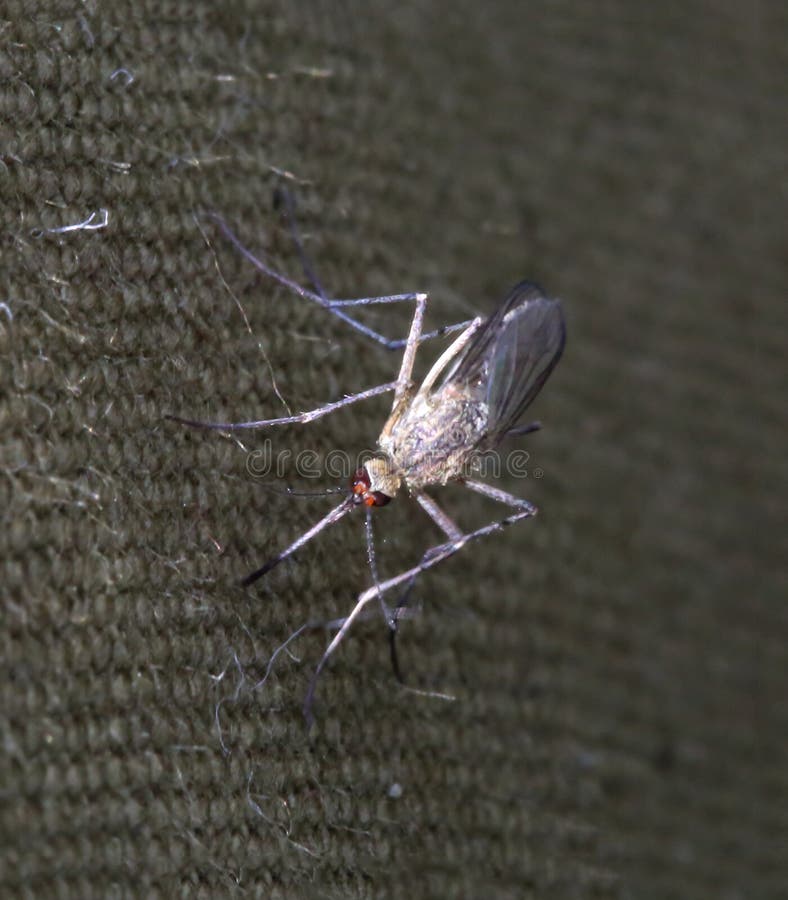 Mosquito macro shot. Mosquito macro shot