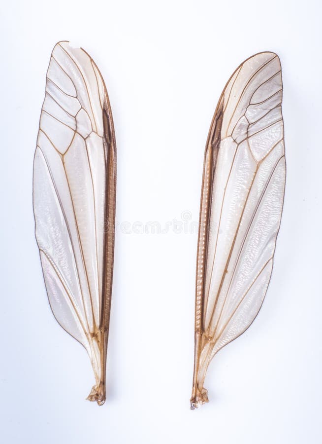 Mosquito wings stock photo. Image of biology, background 28335792