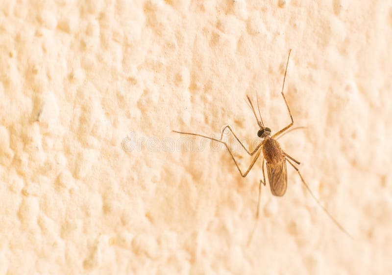 Mosquito stock photo. Image of bite, nature, blood, animal - 56631852