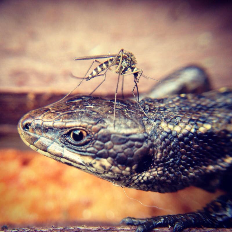 Mosquitoes bite lizard stock photo. Image of head, wild 52005682