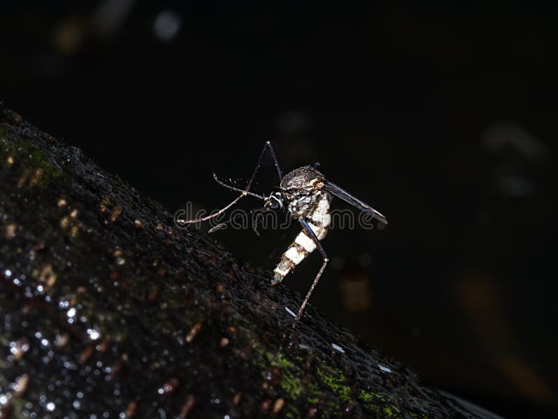 Mosquitoes Lay Their Eggs Were Stock Photo Image of detail, gnat