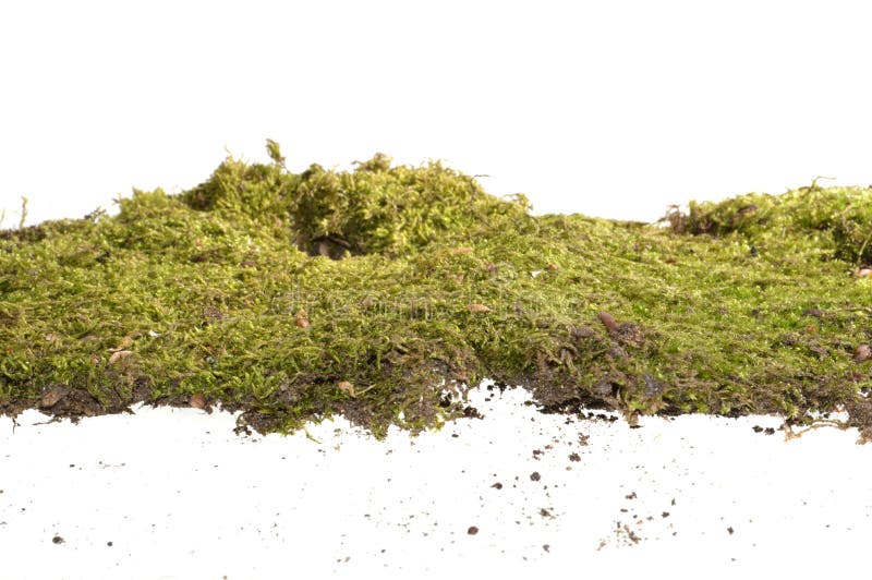 Moss aislado en el fondo blanco. Moss aislado en el backgroundcloseup blanco