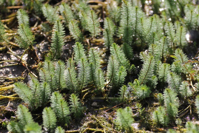 Moss Aquatic Plants in Thailand Stock Image - Image of shrub ...