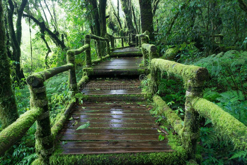 Moss around the wooden walkway in rain forest